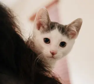 Emery (bonded w/ Avery)