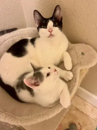 Emery (bonded w/ Avery)