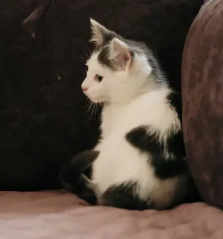 Emery (bonded w/ Avery)