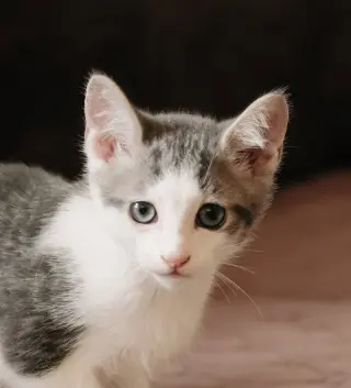 Codi (bonded w/ Denny)