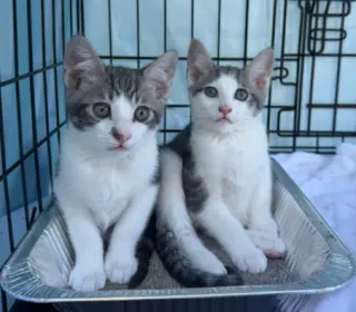 Codi (bonded w/ Denny)