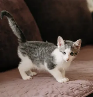 Codi (bonded w/ Denny)