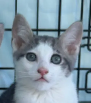 Codi (bonded w/ Denny)