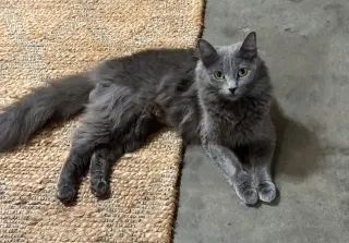 Clarissa