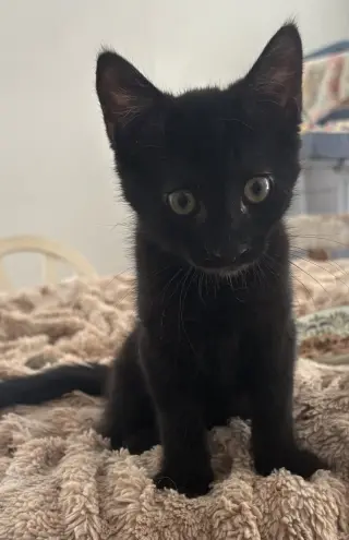 Raven KITTEN