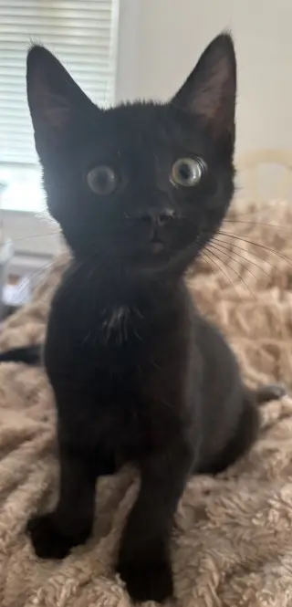 Raven KITTEN