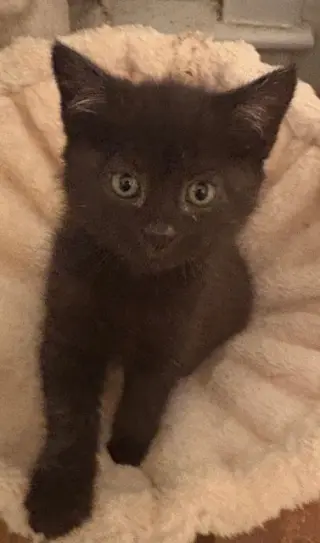 Raven KITTEN