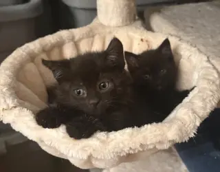 Raven KITTEN