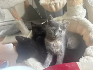 Raven KITTEN