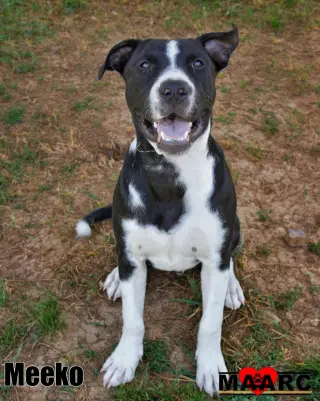 Meeko