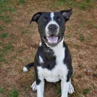 Meeko