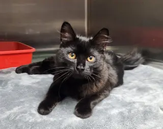 Nico =^.^=