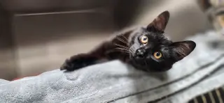 Nico =^.^=