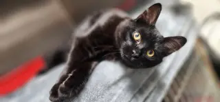 Nico =^.^=