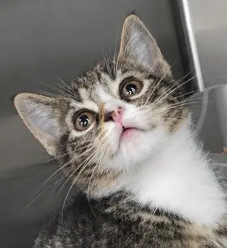 Kitten Bolo