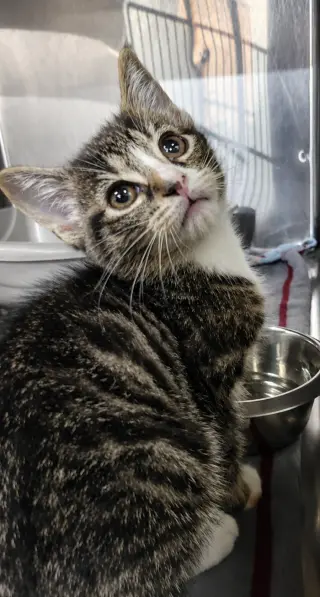 Kitten Bolo
