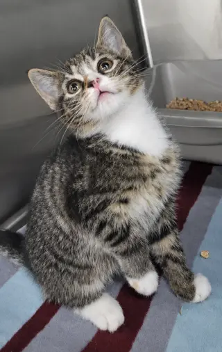 Kitten Bolo