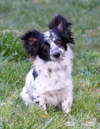 Bailey