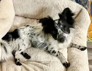 Bailey