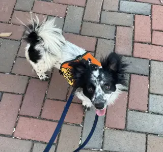 Bailey