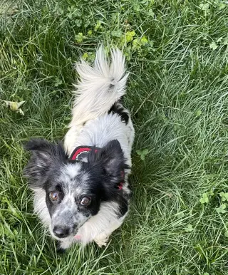 Bailey