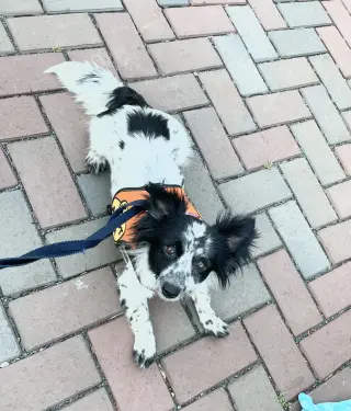 Bailey
