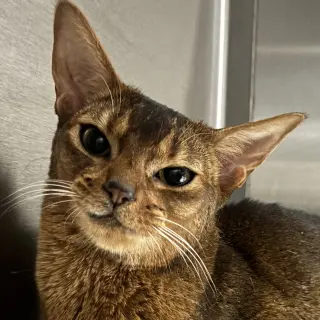 Basil