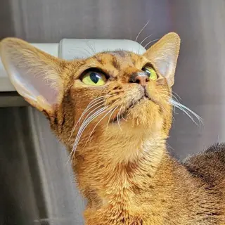 Basil