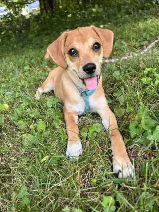 Bella (AL)