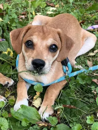 Bella (AL)