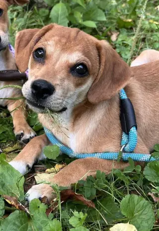 Bella (AL)