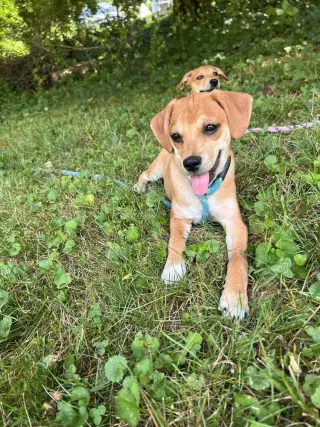 Bella (AL)
