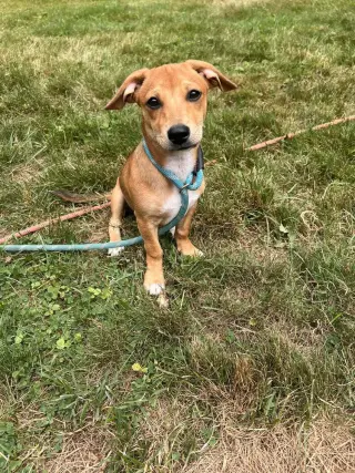 Bailey (AL)