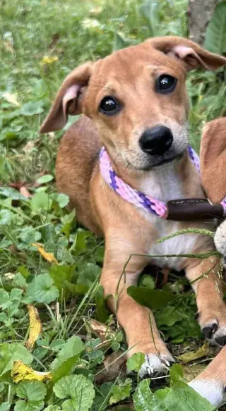 Bailey (AL)