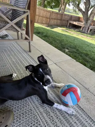 Bogee