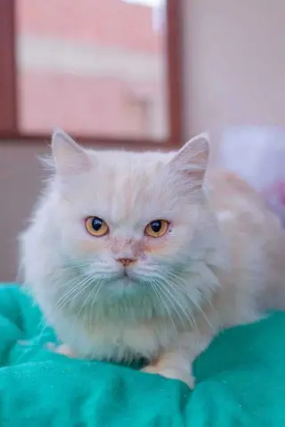 Vanilla