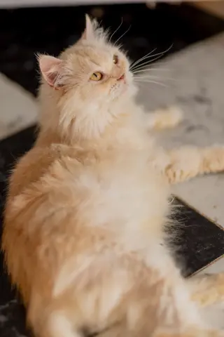 Vanilla