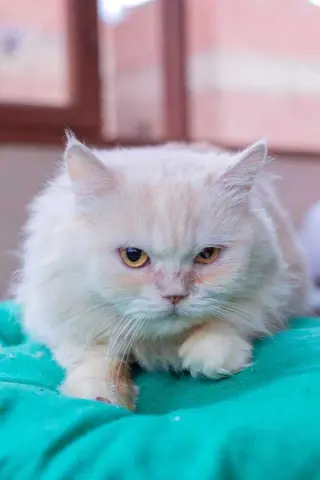 Vanilla