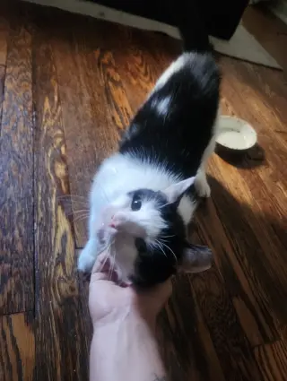 Squeak