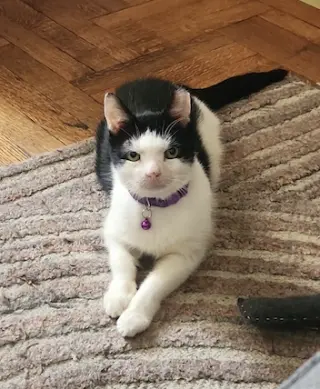 Squeak