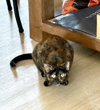 Winky