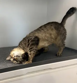 Mr. Whiskers 5.1.21