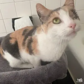 Blinkie