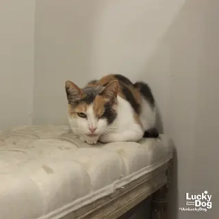 Blinkie