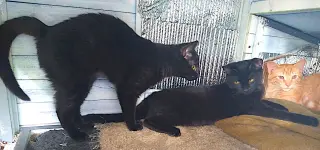 Maisey, Max and Milo