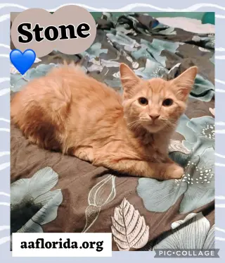 Stone