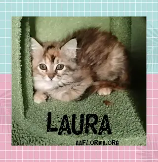 Laura