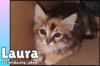 Laura