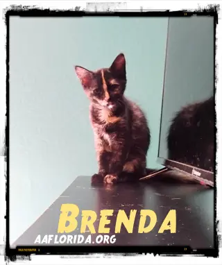 Brenda