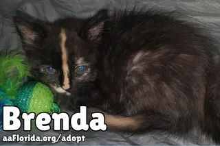 Brenda